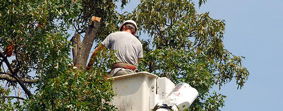 Different Tree Services Offered in Oahu