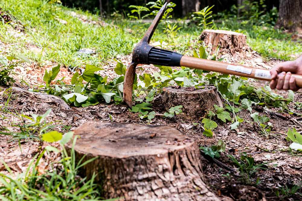How to remove an old tree stump at a site
